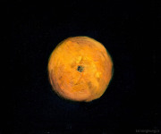 Citrus reticulata (Madarin Orange)