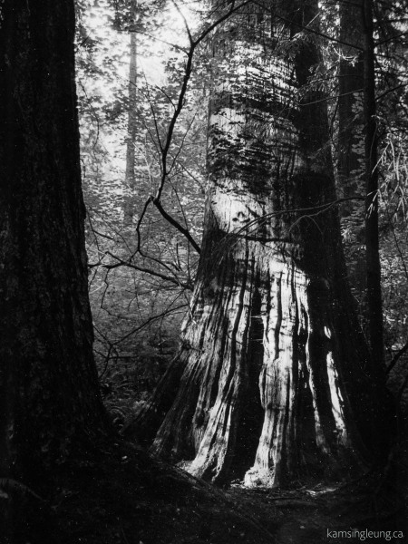 Twilight in the Forest