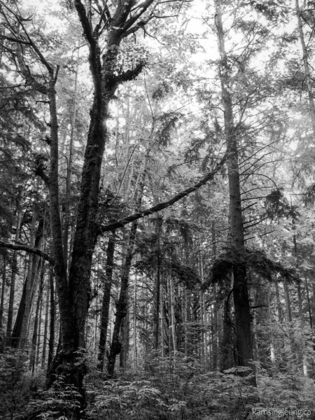 Forest Light