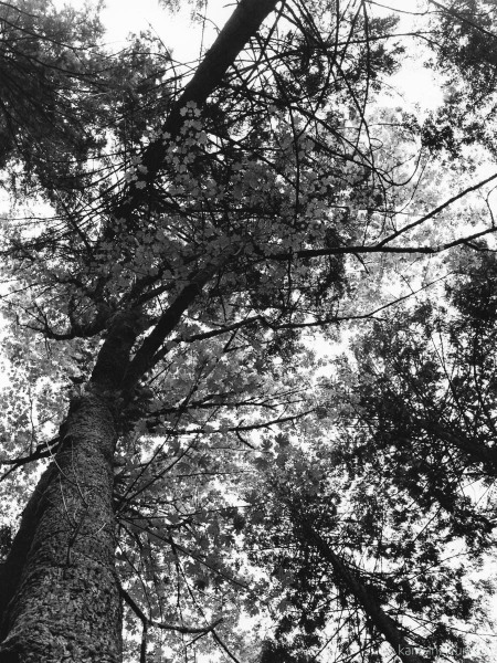The Canopy