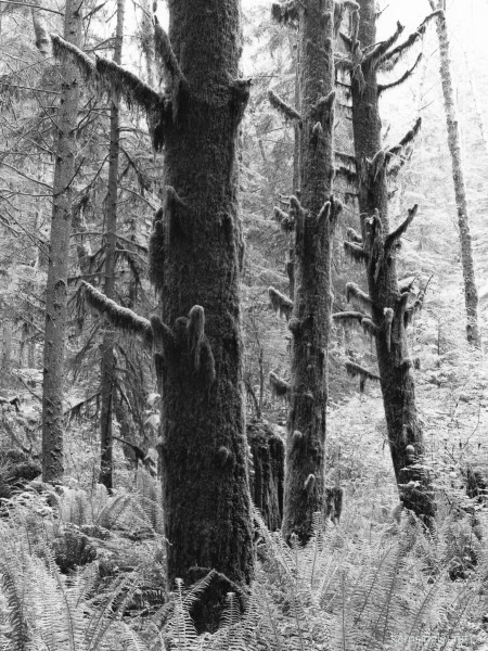 Moss-Laden