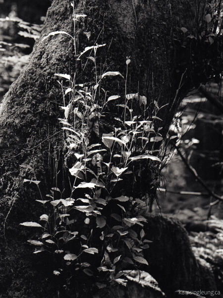 Young Shoots