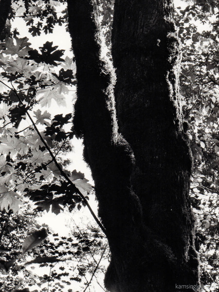 Foliage