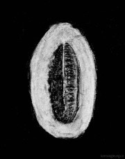 Hami Melon (Section)