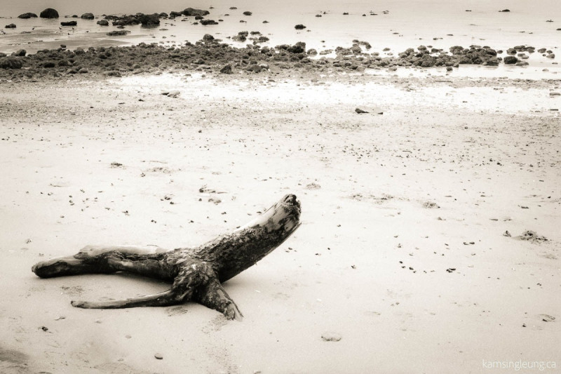 Washed Ashore